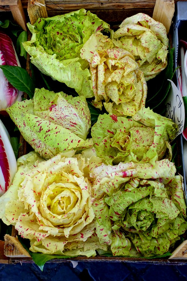 Speckled lettuce - Campo de' Fiori - Rome, Italy - DSC01654