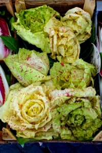 Speckled lettuce - Campo de' Fiori - Rome, Italy - DSC01654