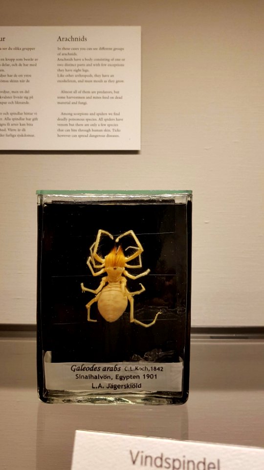 Specimen at Natural History Museum, Gothenburg 27