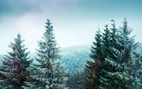 Landscape fir tree conifer photo