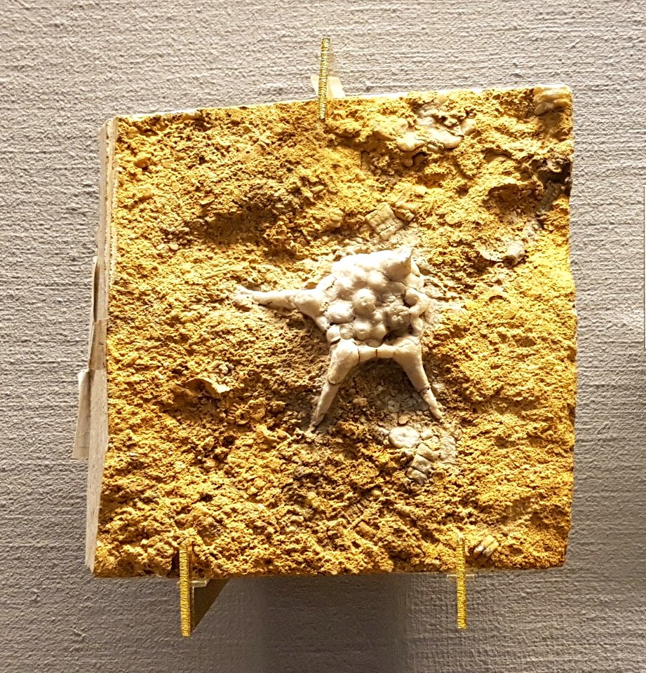 Specimen at Natural History Museum, Gothenburg 01 (cropped)