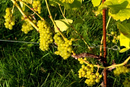 Solaris grapes in Chateaux Luna vineyard 17 photo