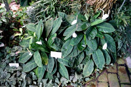 Spathiphyllum floribundum - Bergianska trädgården - Stockholm, Sweden - DSC00451