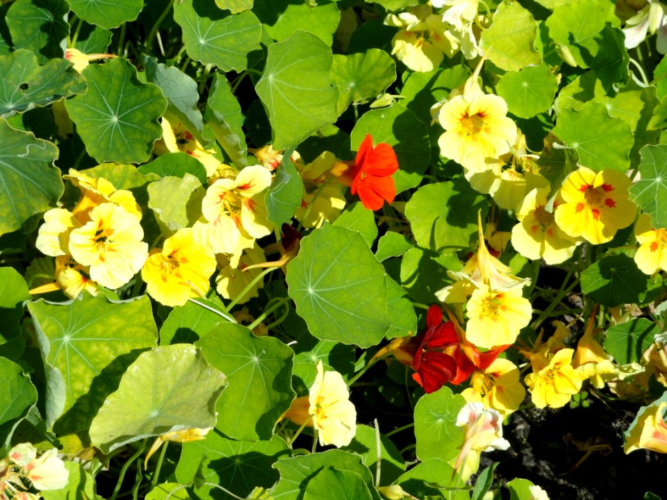 Tropaeolum majus - Botanical Garden in Kaisaniemi, Helsinki - DSC03584