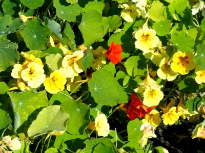 Tropaeolum majus - Botanical Garden in Kaisaniemi, Helsinki - DSC03584