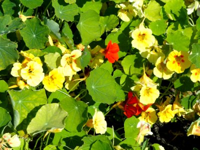 Tropaeolum majus - Botanical Garden in Kaisaniemi, Helsinki - DSC03584 photo