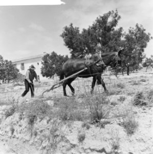 Spanje, landbouw, ouderwetse manier van ploegen, Bestanddeelnr 918-0110
