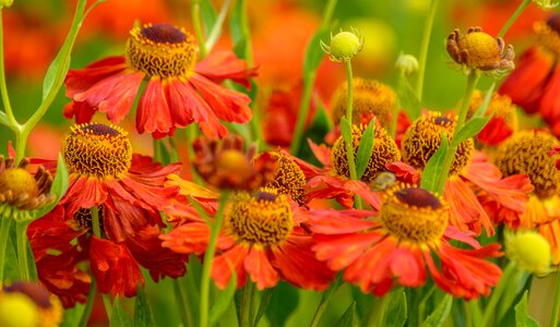 Warm england orange
