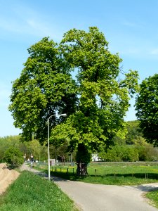 Spaubeek-Wegkruis bij Kasteel Jansgeleen (2)