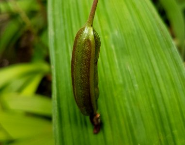 Spathoglottis plicata (Philippine ground orchid) capsule