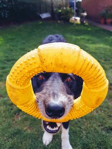 Portrait yellow toy