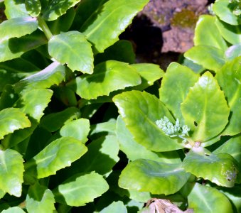Unknown plant 2015-09-18 13-27-26