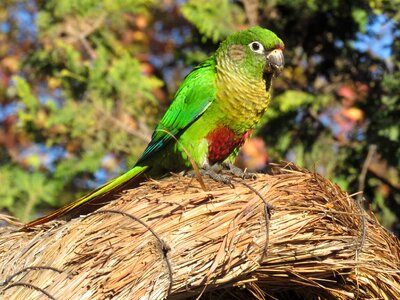 Birdie environment tropical bird photo