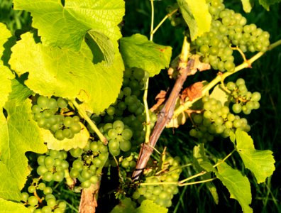 Solaris grapes growing in Chateaux Luna vineyard 11 photo