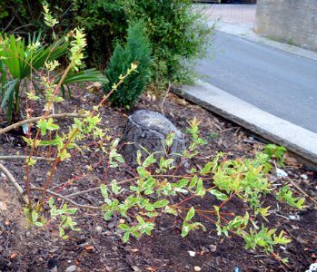 Unknown plant 2015-08-10 20-39-56