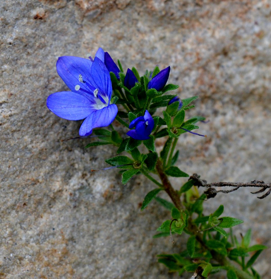 Unknown plant 2015-12-06 12-03-41
