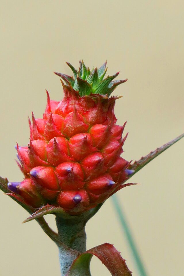 Plant summer flower