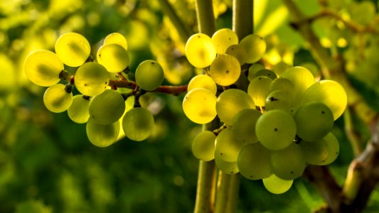 Solaris grapes in Chateaux Luna vineyard 26 photo