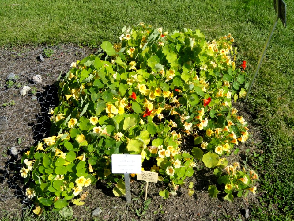 Tropaeolum majus - Botanical Garden in Kaisaniemi, Helsinki - DSC03583