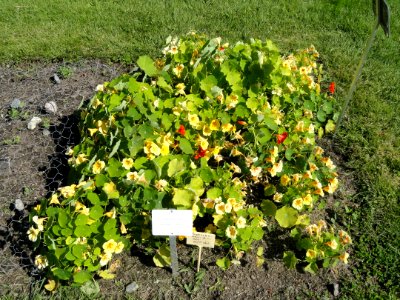 Tropaeolum majus - Botanical Garden in Kaisaniemi, Helsinki - DSC03583