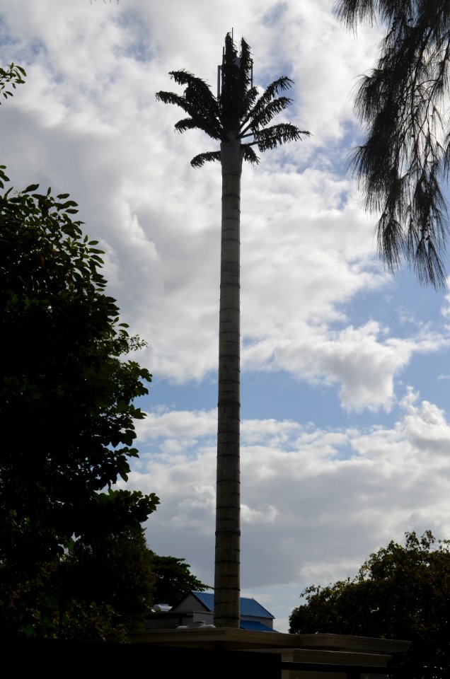 Trou aux Biches, Iron palm