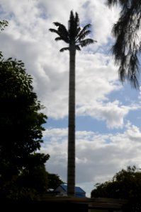 Trou aux Biches, Iron palm