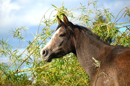 Mold thoroughbred arabian pferdeportrait
