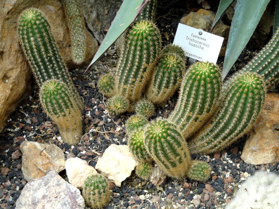 Trichocereus huascha - Botanischer Garten Freiburg - DSC06339