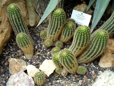Trichocereus huascha - Botanischer Garten Freiburg - DSC06339