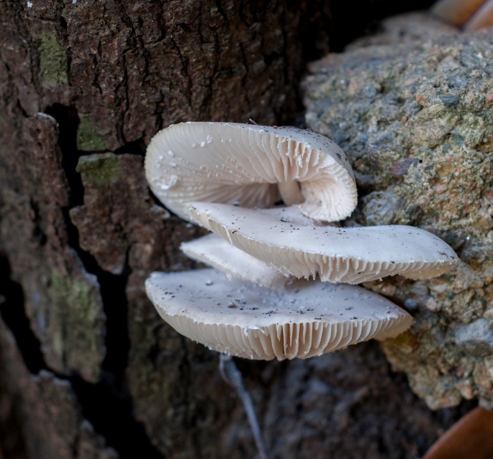 Unknown fungus in Margarita island