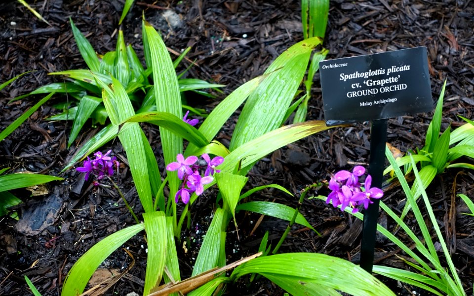 Spathoglottis plicata 'Grapette' - McKee Botanical Garden - Vero Beach, Florida - DSC03114