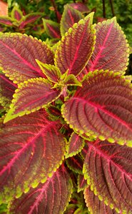 Plants medicine floral