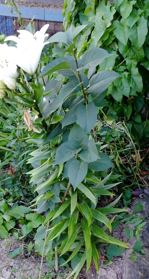 Unknown plant 2013-07-15 19-58-10