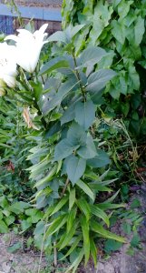 Unknown plant 2013-07-15 19-58-10