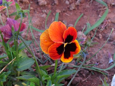 Perfect love flower colorful