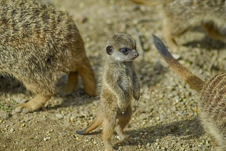 Nature animal cute