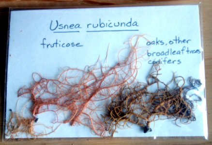 Usnea rubicunda - Mendocino Coast Botanical Gardens - DSC02155