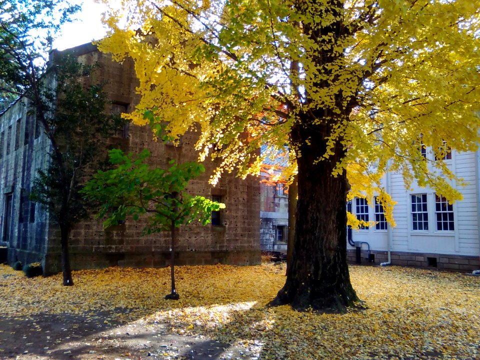 Utsunomiya-Univ-Old-Library-2017111901