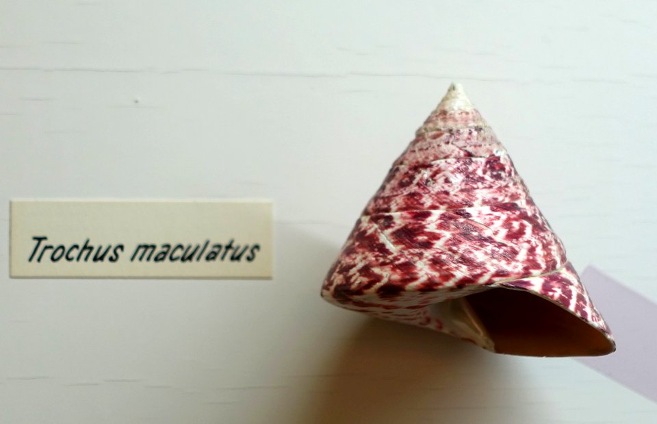 Trochus maculatus - Naturhistorisches Museum, Braunschweig, Germany - DSC05048