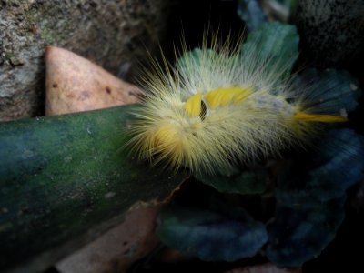 Unidentified caterpillar in Hainan - 04