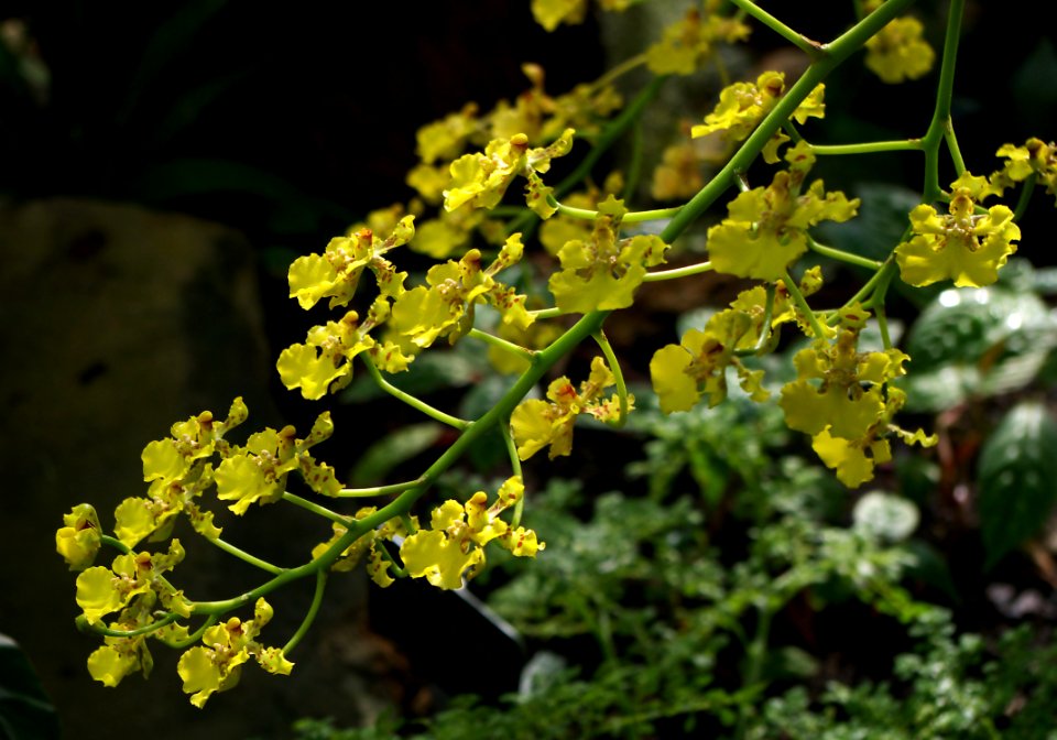 Trichocentrum cavendishianum au jardin des plantes