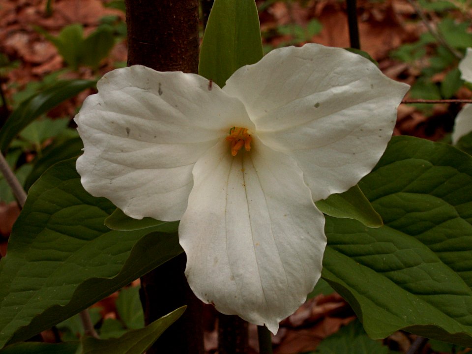 Trillium grandiflorum, 2015-04-25, Fox Chapel, 02