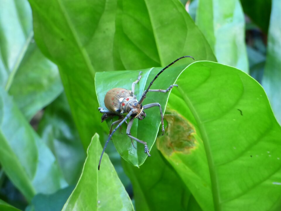 Nature animal insect