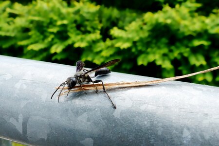 Wing insect wasp