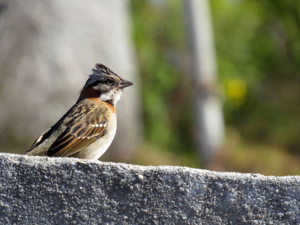 Tico tico bird Free photos