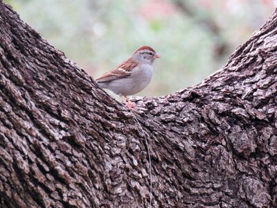 Bird outdoors animal