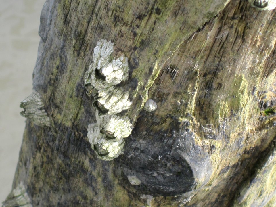 Unidentified Balanomorpha (barnacle sp.), Pieterburen, the Netherlands