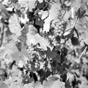Trossen met vermoedelijk Riesling druiven, Bestanddeelnr 254-4133