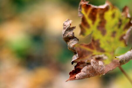 Outdoors plant environment photo