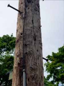 Utility pole - Arlington, MA - 20200627 094856